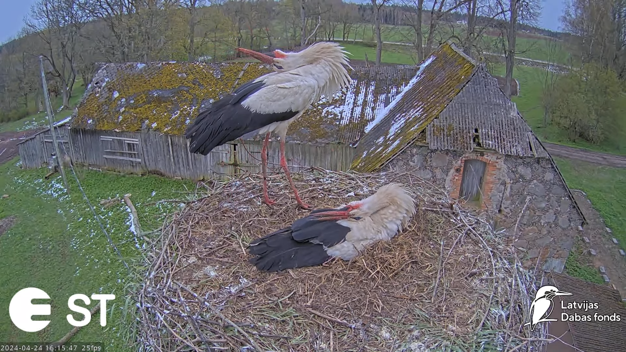 Baltie stārķi (Ciconia ciconia) Tukuma novadā - LDF tiešraide __ White storks in Tukums, Latvia 11-5