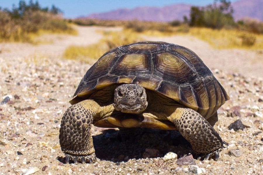 Черепаха Gopherus agassizii Черепаха Gopherus agassizii