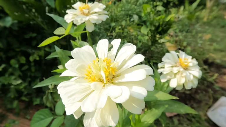 a white zinnia flower is blooming green leaves background