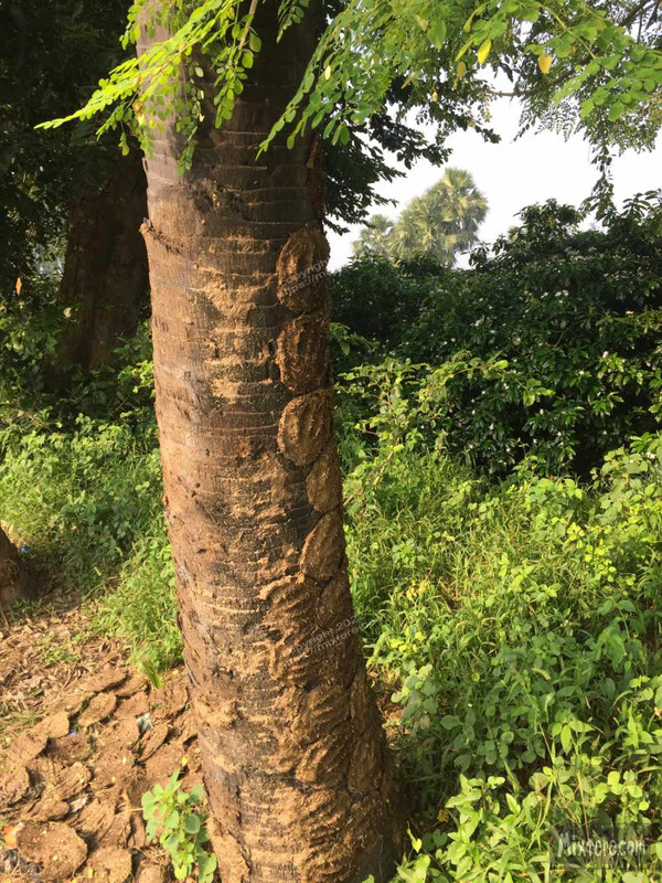 BBG&B6AroundTheGuesthousePics - 7