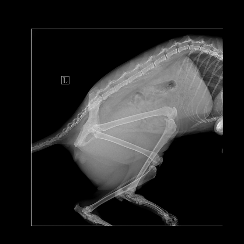 ГУЛЕНКОВА^_КОШКА_ВЕНЯ_Лапа задняя-Бок Л_204401 (1)