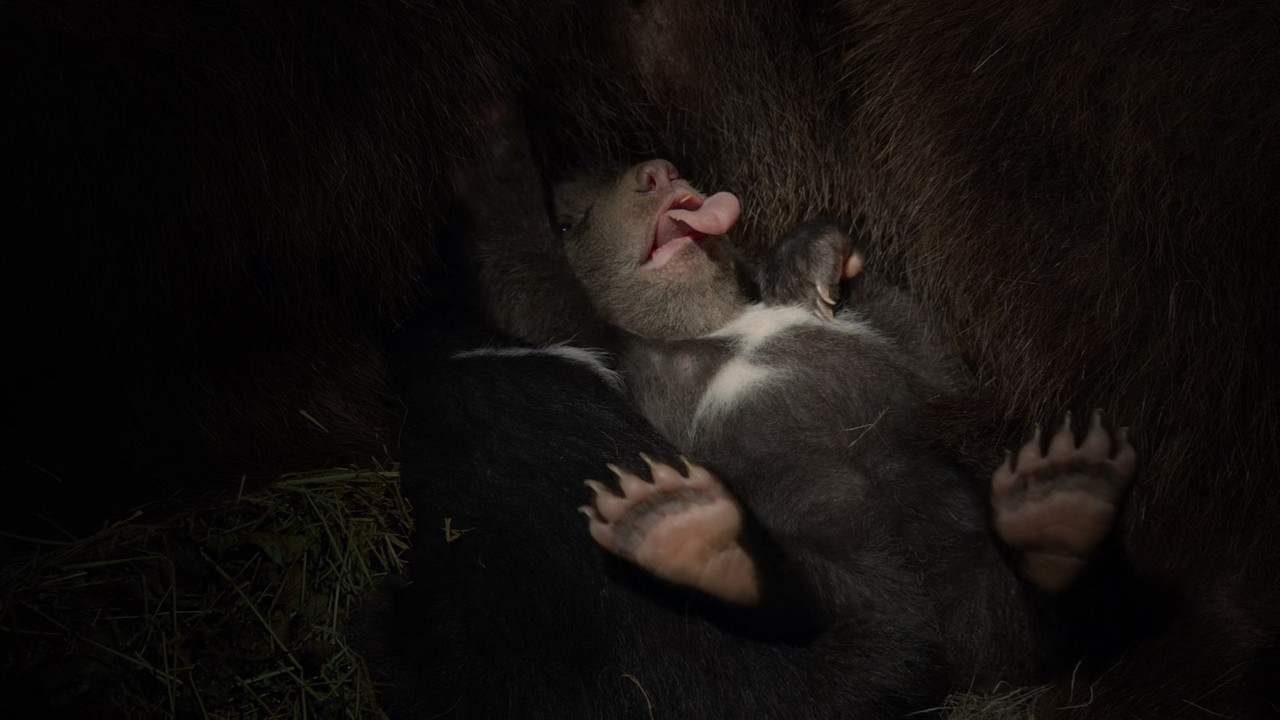 Bears (2014) (1080p BluRay x265 Silence)-1