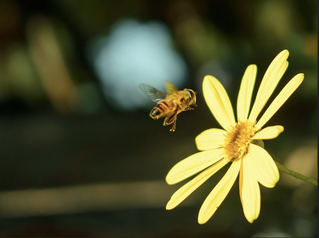 yellow-flower-bee-dis.jpg
