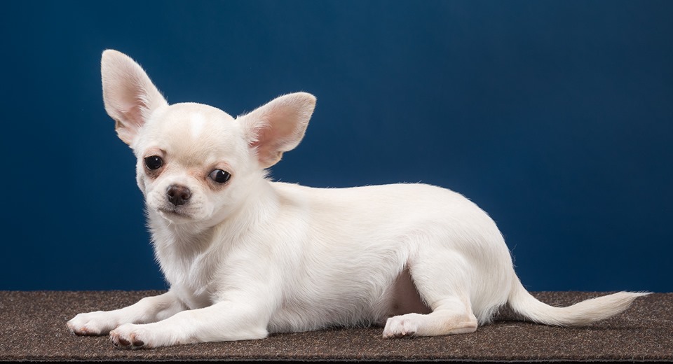 чихуахуа мини ростов. чихуа хуа хуа хуа хуа. чихуахуа мини. чиа-хуа-хуа. собачки чихуахуа мини.