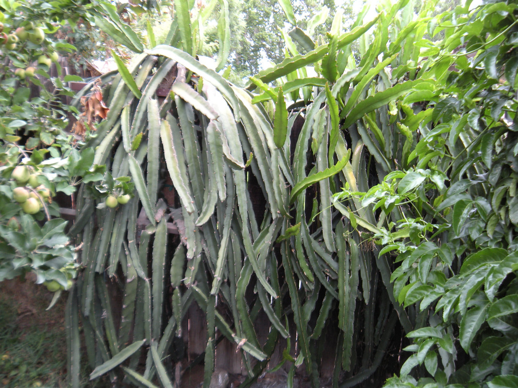 DSCN1525