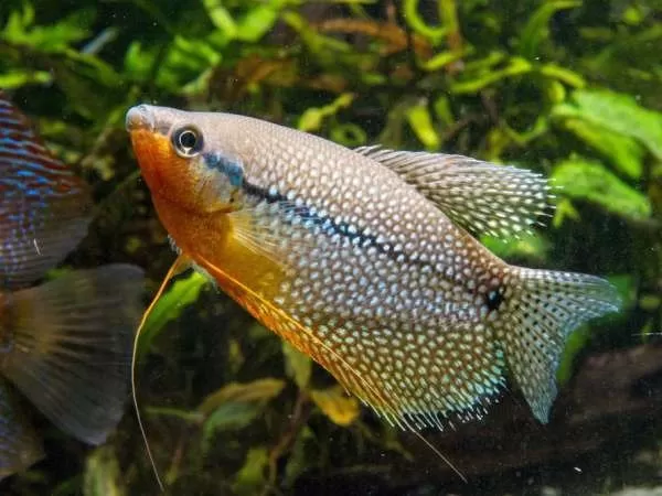 [صورة: breeding-gourami-fish-12739-3-1710007600.webp]
