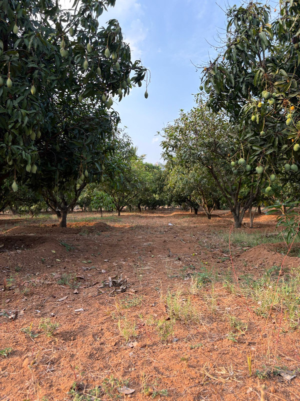 Happy sponsorship and organic harvest at Aamravana Farms