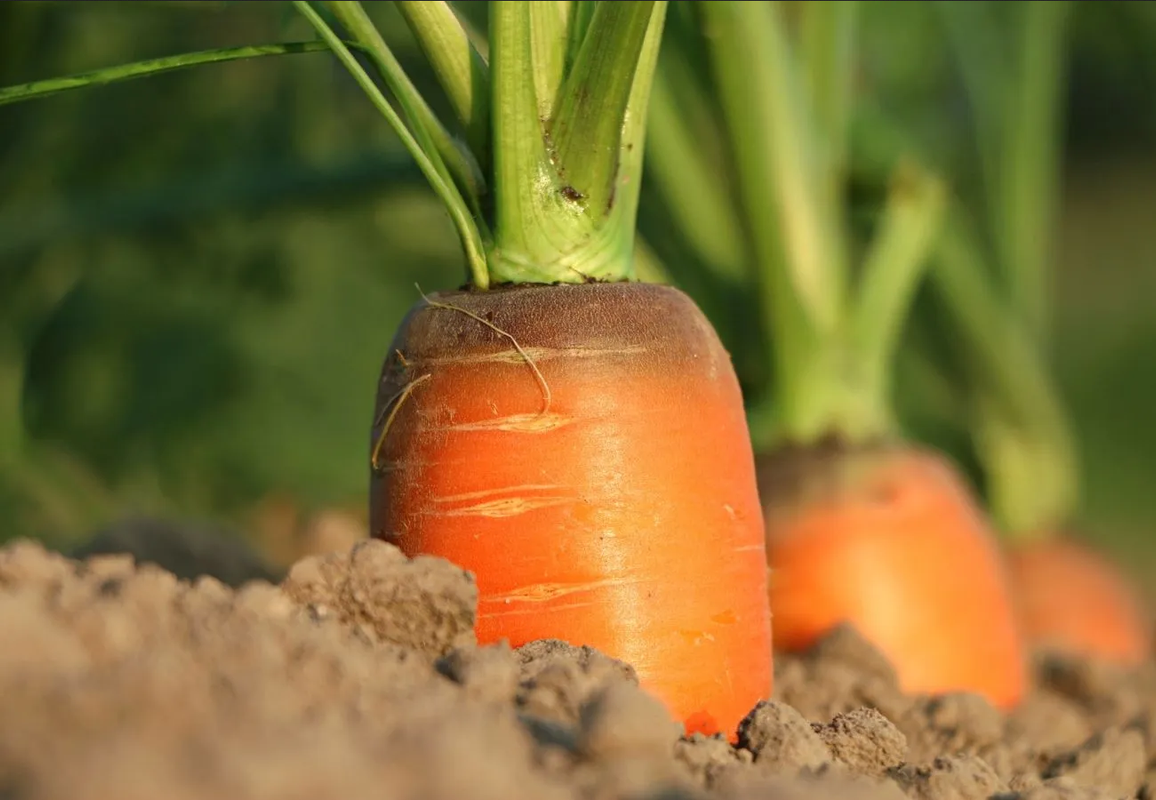 ¿Cómo cultivar zanahoria? Estos son los consejos expertos para tu huerto