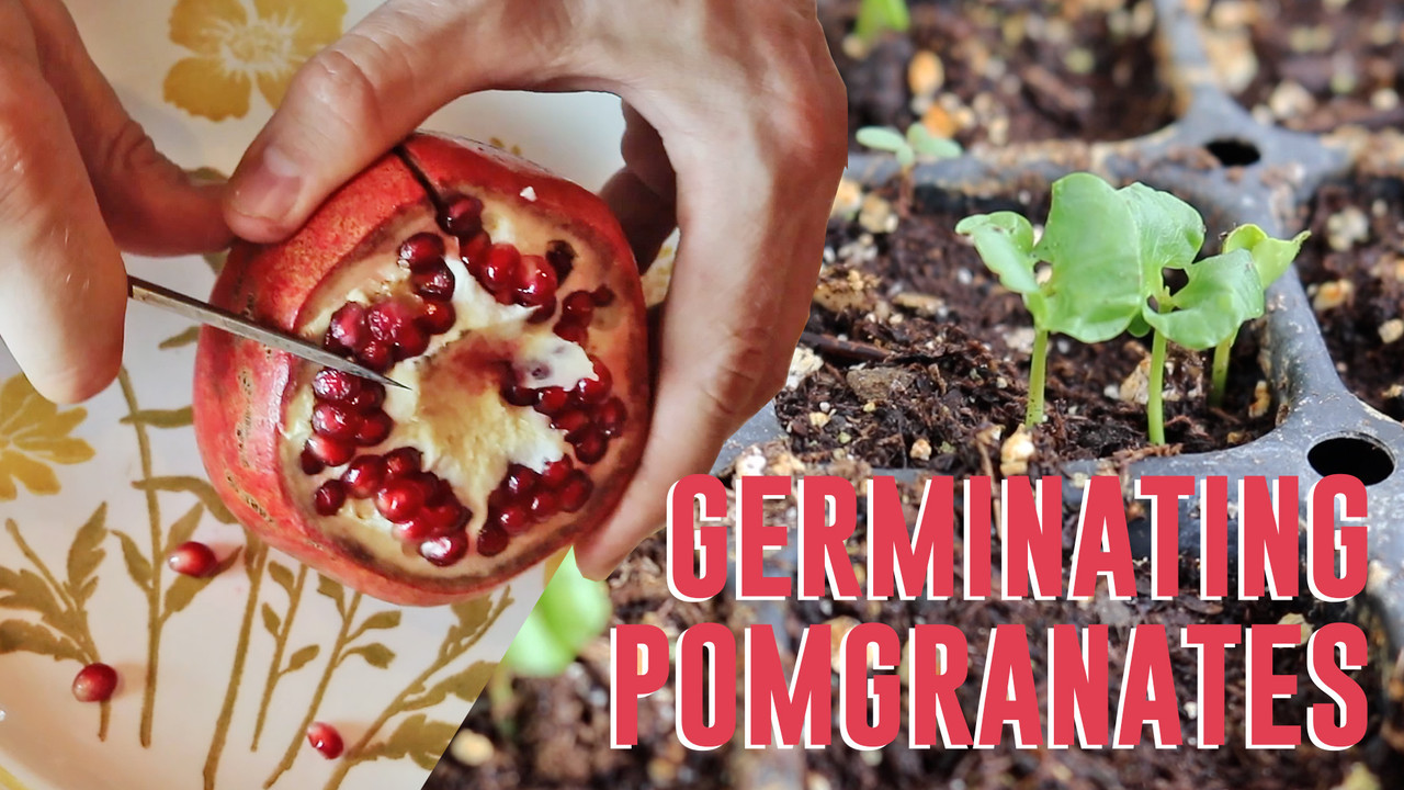germinating pomegrate seeds the easy way