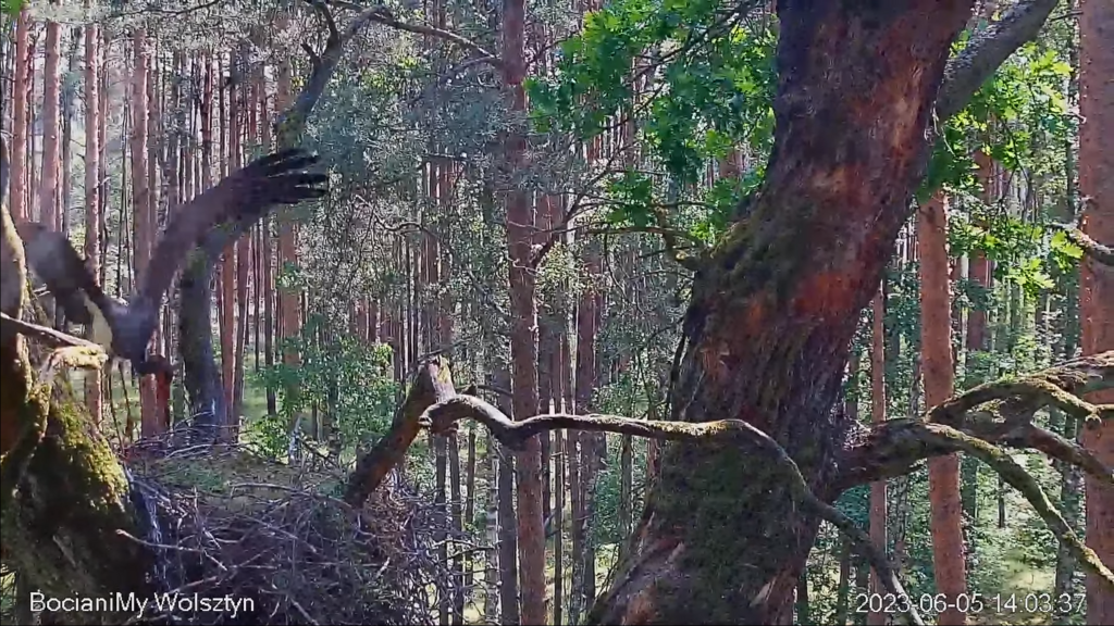 Zrzut ekranu (17238)