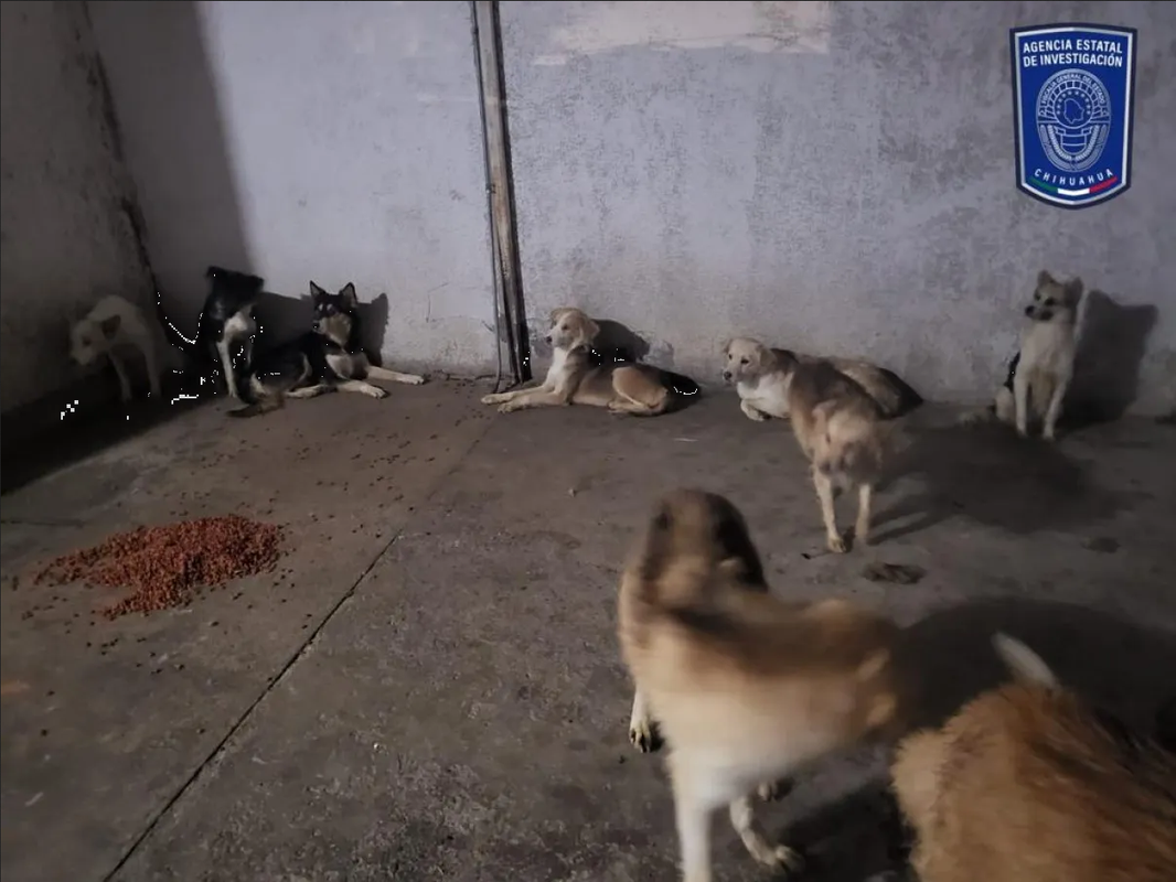 Rescatan a 25 perritos que eran maltratados en Chihuahua