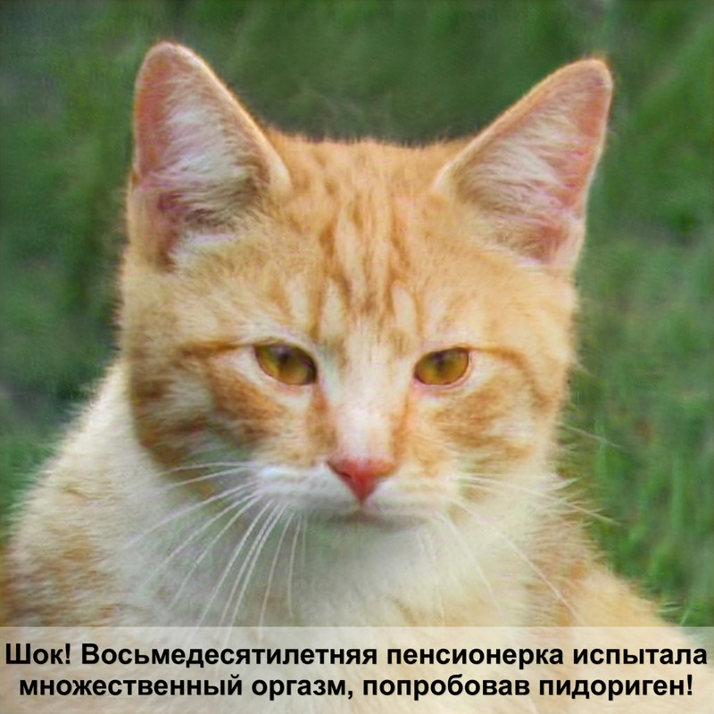 кошка персикового окраса