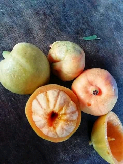 FB_IMG_15561847310163373