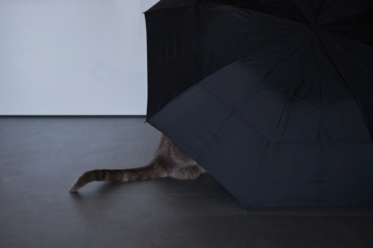 Fotografie
