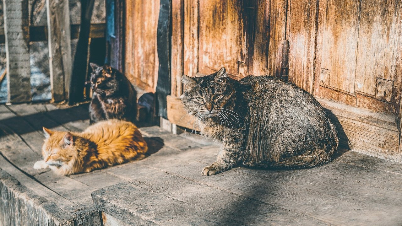 Апрельское тепло прошло свой апогей ✓ Новости Рыбинска и не только