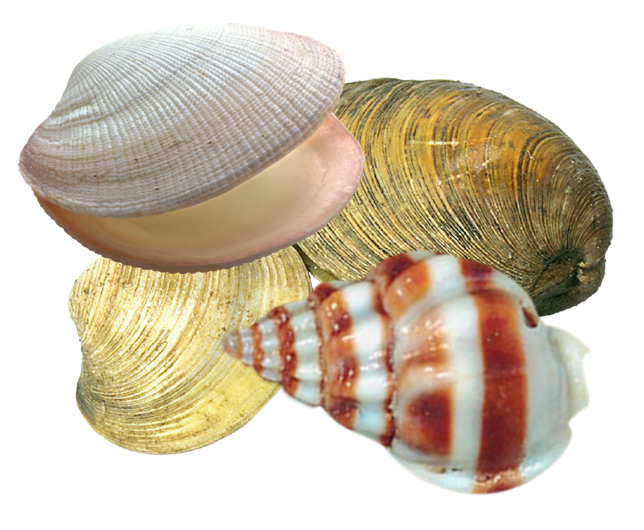 Siempre Libre & Glitters y Gifs Animados Nº354 - Página 63 BBD-LSD-SHELLS-01