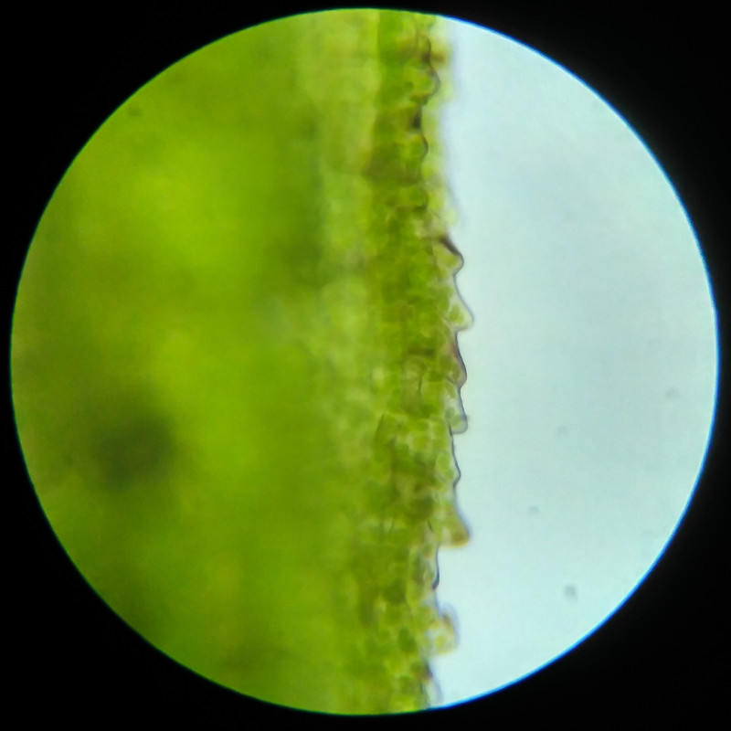 IMG 20250617 123444 HDR