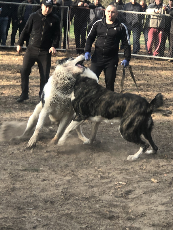 C514CA27-B2A6-4EDF-AB22-B5C24E1DFAB1