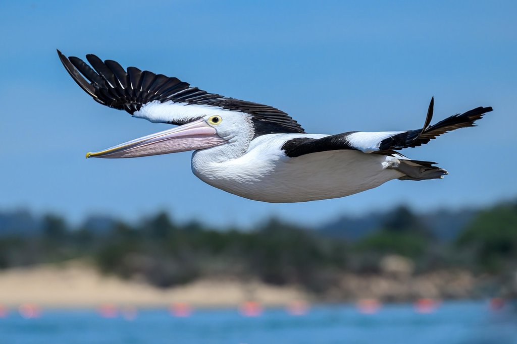 B-W-pelican.jpg