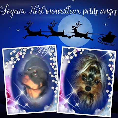 pixiz 21 12 2025 17 21 10