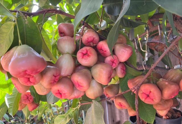 Taiwan Stripped Wax Apple post 2