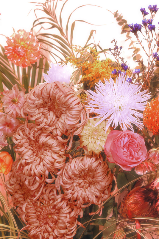 The Chrysanthemum near Firework and Rose