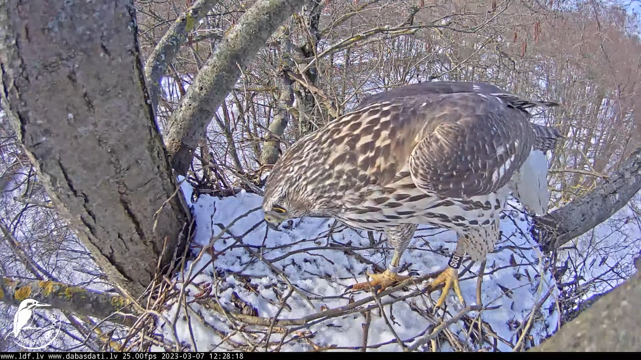 Vistu vanags (Accipiter gentilis) Rīgā - LDF tiešraide __ Goshawks, Riga, Latvia 13-45-13 screenshot