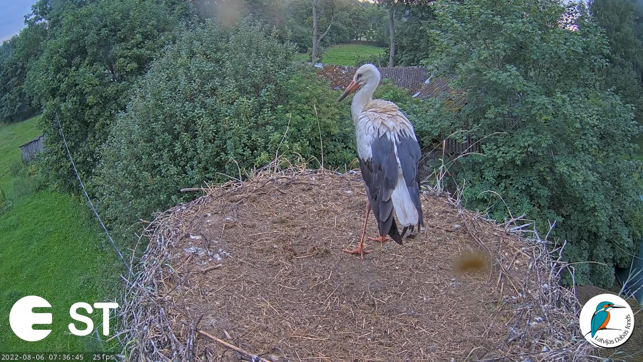 Baltie stārķi (Ciconia ciconia) Tukuma novadā - LDF tiešraide __ White storks in Tukums, Latvia 9-32