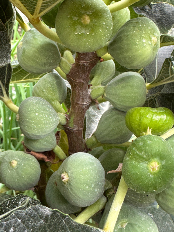 melon-9.jpg