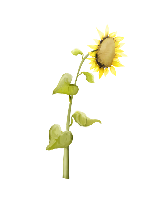 emeto_summer playground_sunflower 3