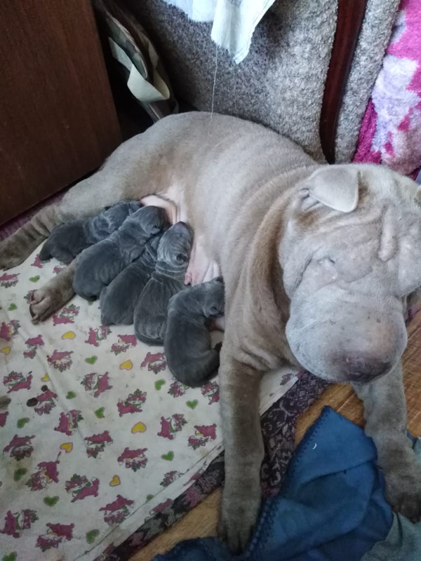 6 часов от роду