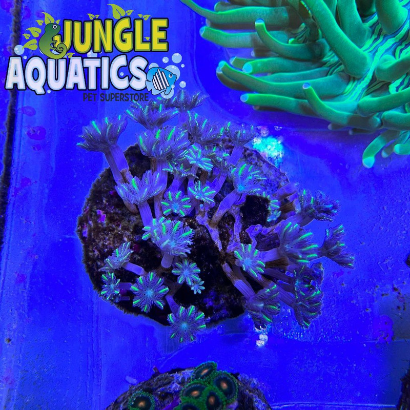 Coral Image