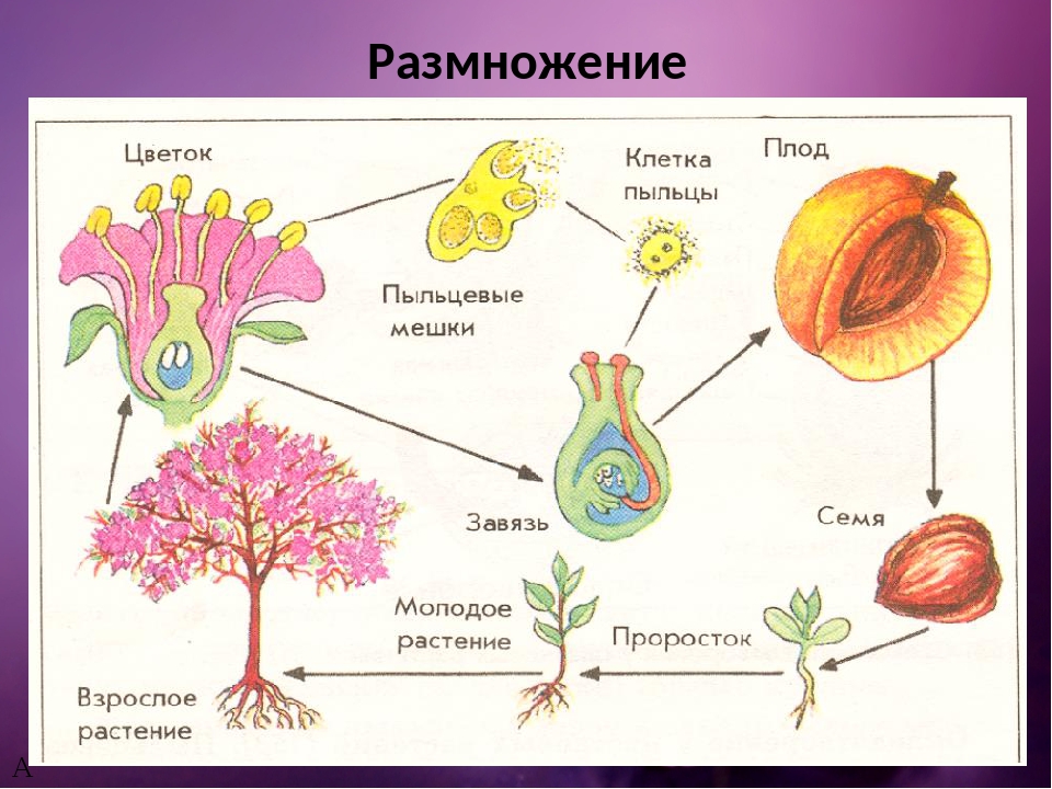 Оплодотворение ноготок в природных условиях механизмы и результаты