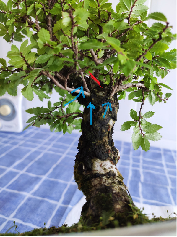 ZELKOVA NIRE - SHOHIN 16-7-2020-12-2