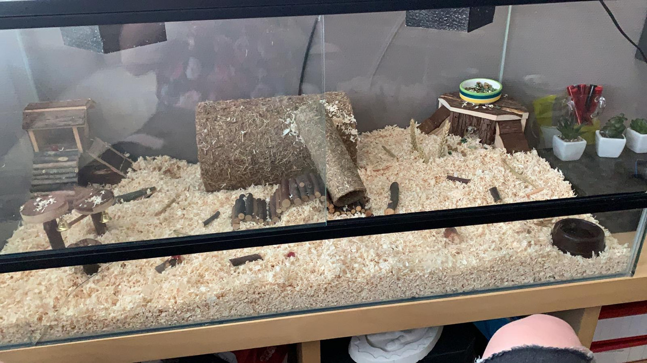 waarom juni Ru Terrarium inrichten hoe? - Hamsterforum