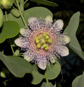 Passiflora elegans x actinidia 291x300