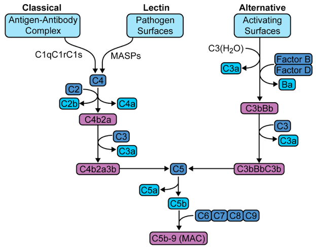 complement-pathway
