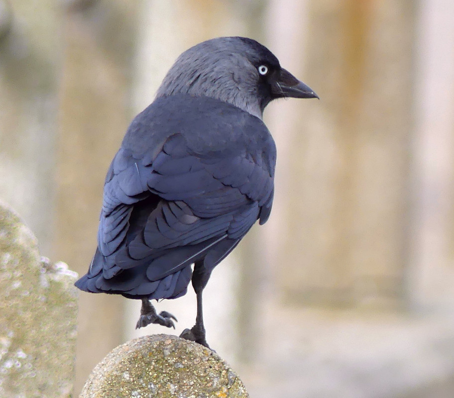 JACKDAW 1