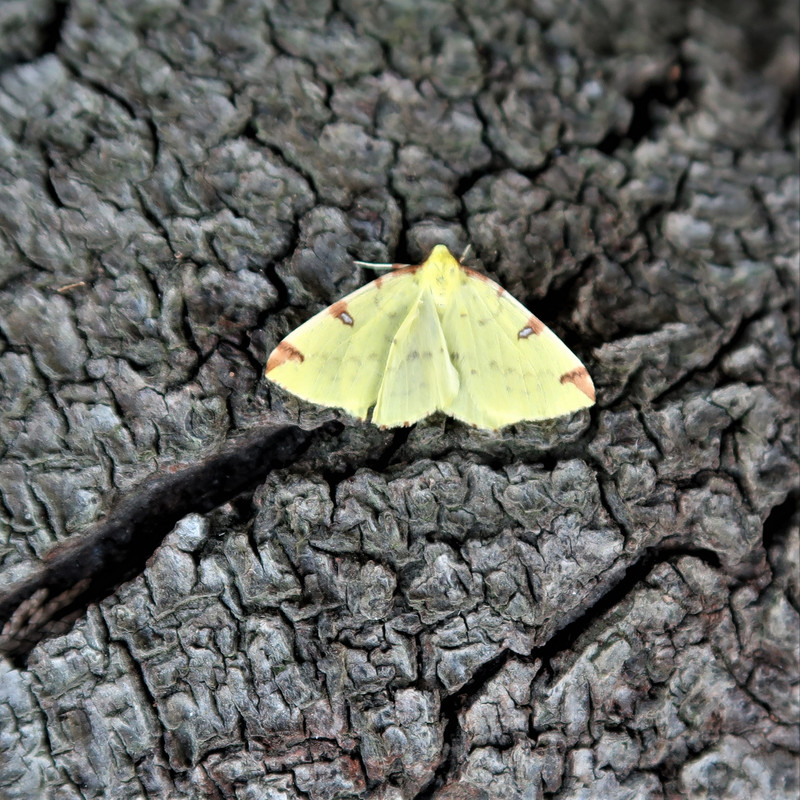 Brimstone Moth 021 (2) — Postimages