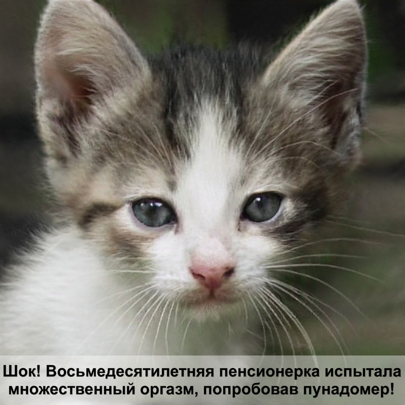 кошачьи туалеты