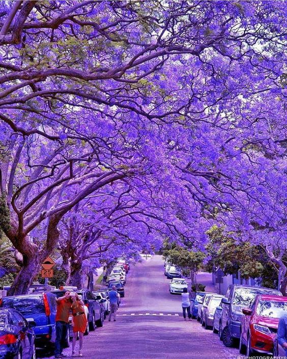 purplesydenyaustralia.jpg