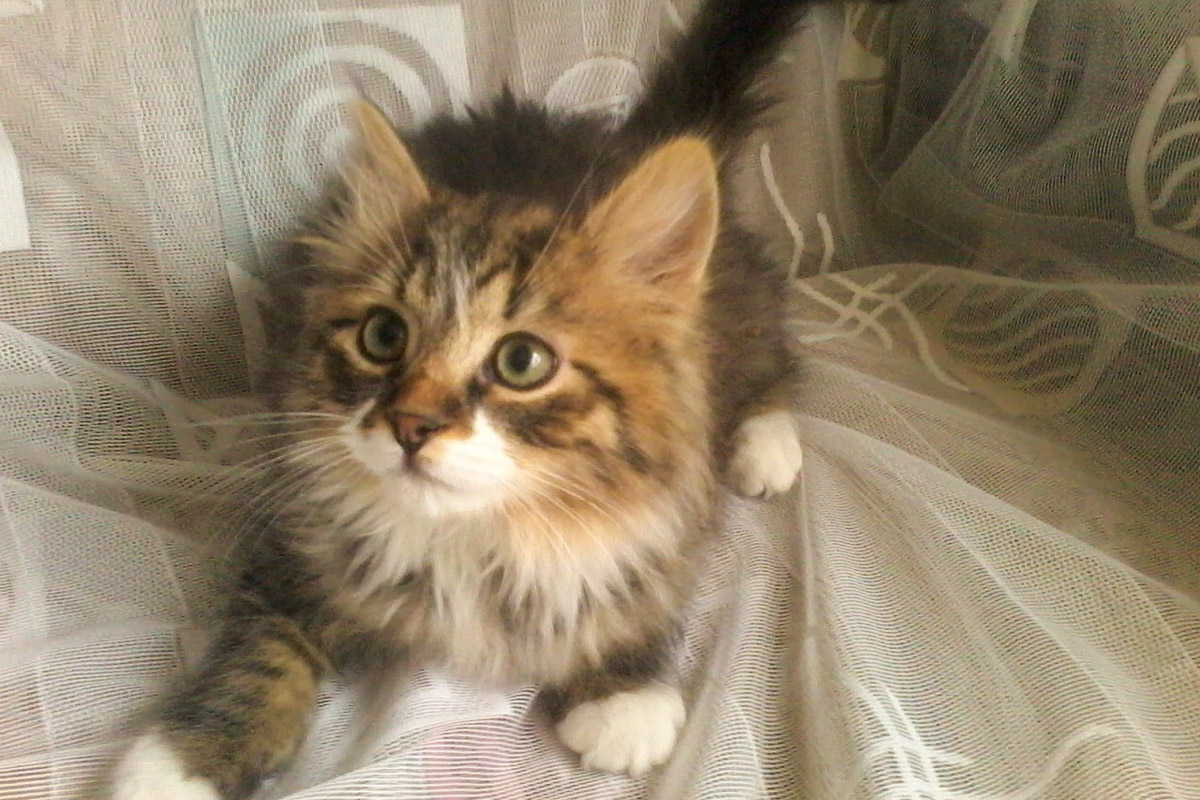 КотенокУборевича5-1