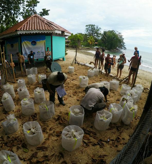 3 semanas Costa Rica en autobús 2018 Oct - Blogs de Costa Rica - Día 3. Cahuita y su parque nacional (6)