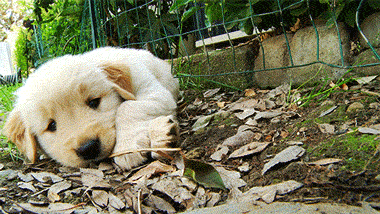 pupgidna82add1804a854bab6d107b0d2ad5.gif