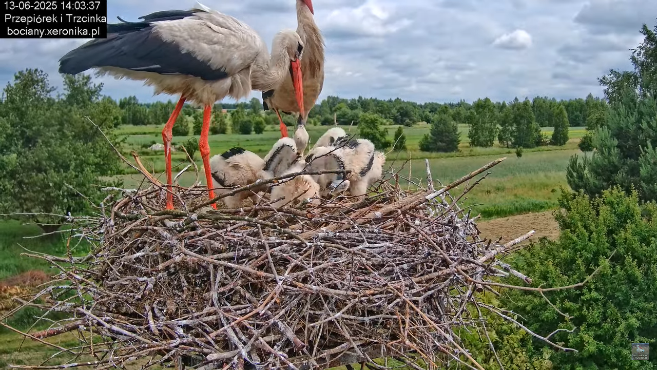 13062025bociany34