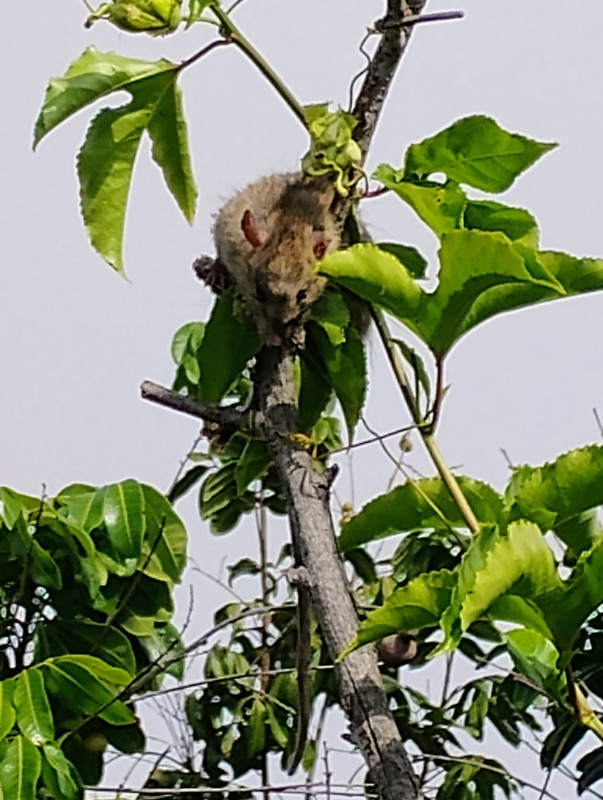 IMG 20251101 105416759 AE