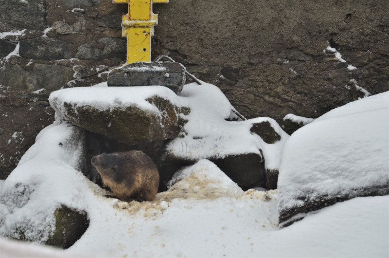 GLACIAR DE RODANO-9-9-2019 - Suiza y sus pueblos-2019 (18)