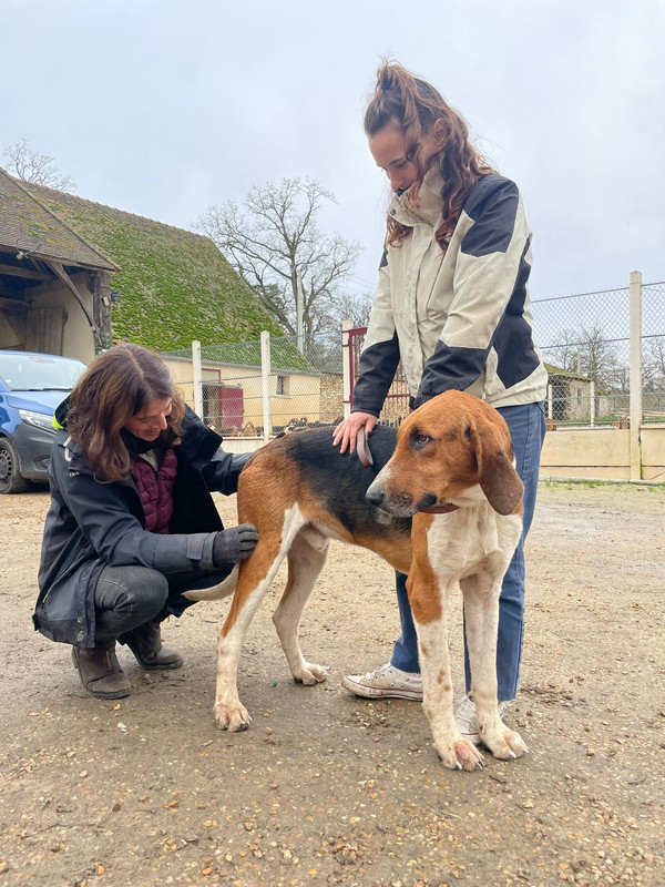 Checklist pour un examen clinique complet du chien