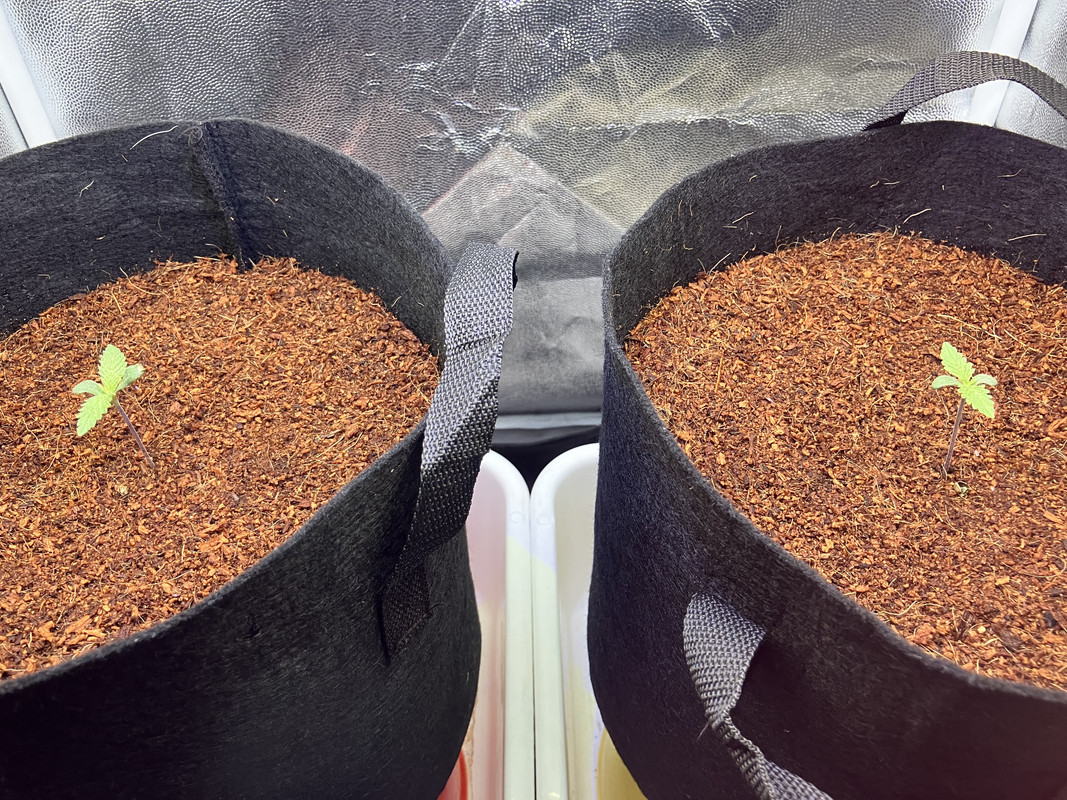 IMG_1164(marzo 15 2023)