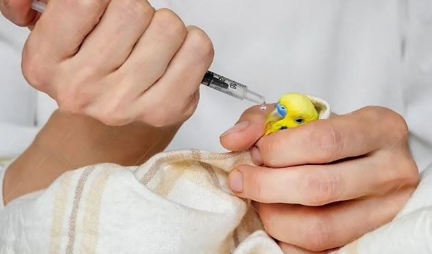 Sick Parrot Treatment